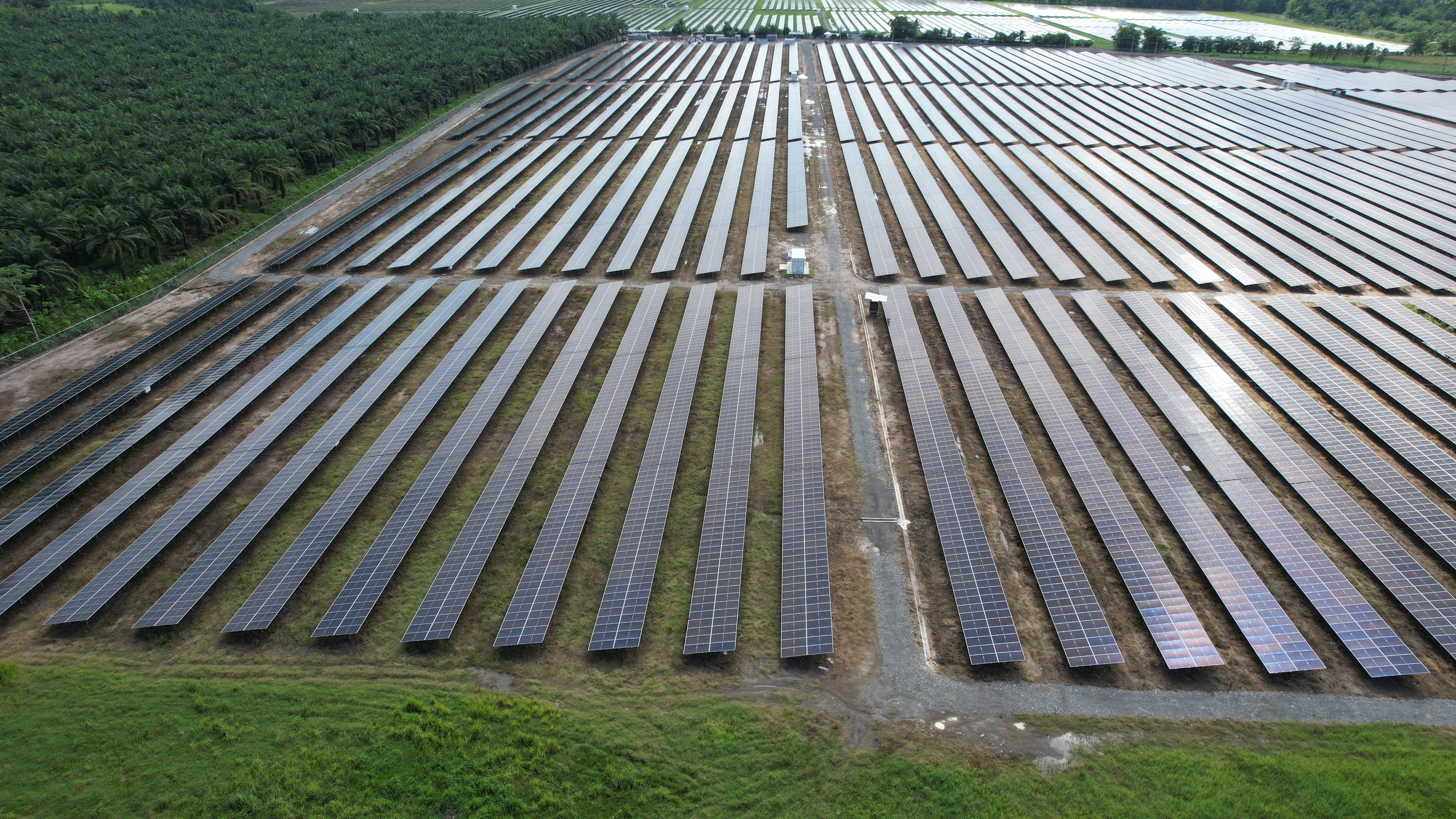 Aerial view of rows of solar panels beside a palm plantation